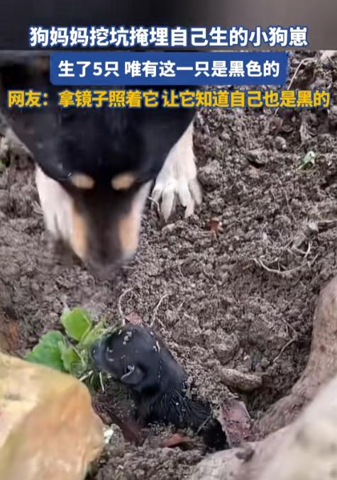 “解释不清了！”广东，一只黑狗生下了五个幼崽，四黄一黑。不料幼崽落地，狗妈竟当众