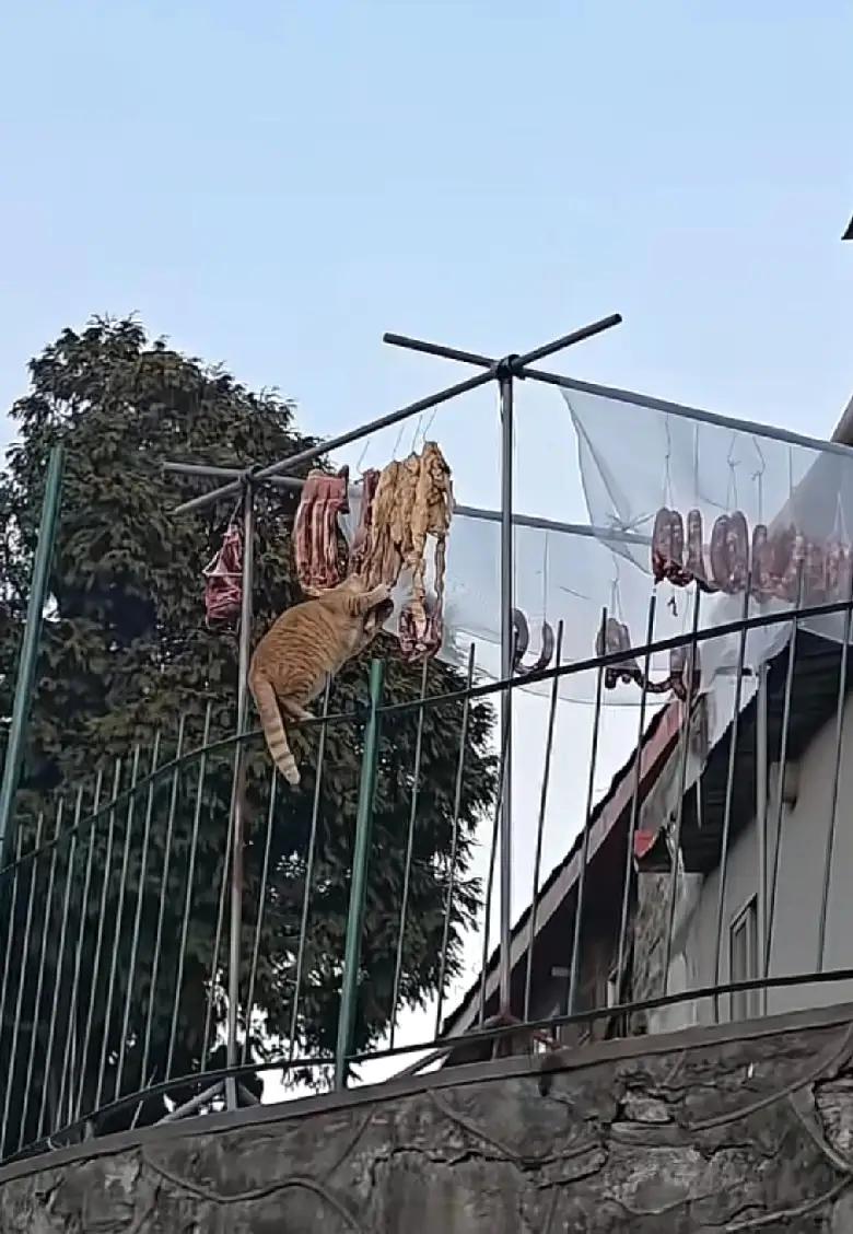 这只小馋猫也太投入了吧！一门心思啃香肠，脑袋一点一点的，完全没察觉到周围围了一圈