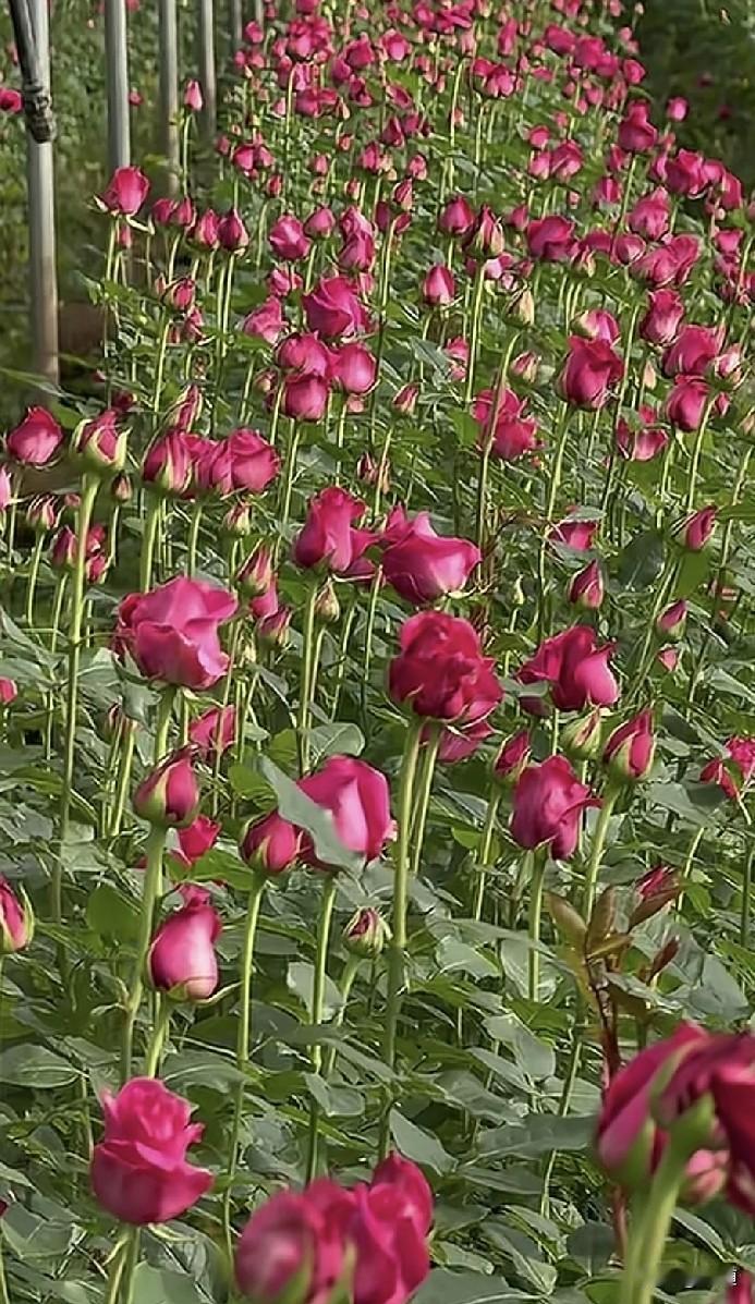 头婚离了你的幸福也就没了。别以为你能找到比他更好的，实话告诉你，找不到的。那些