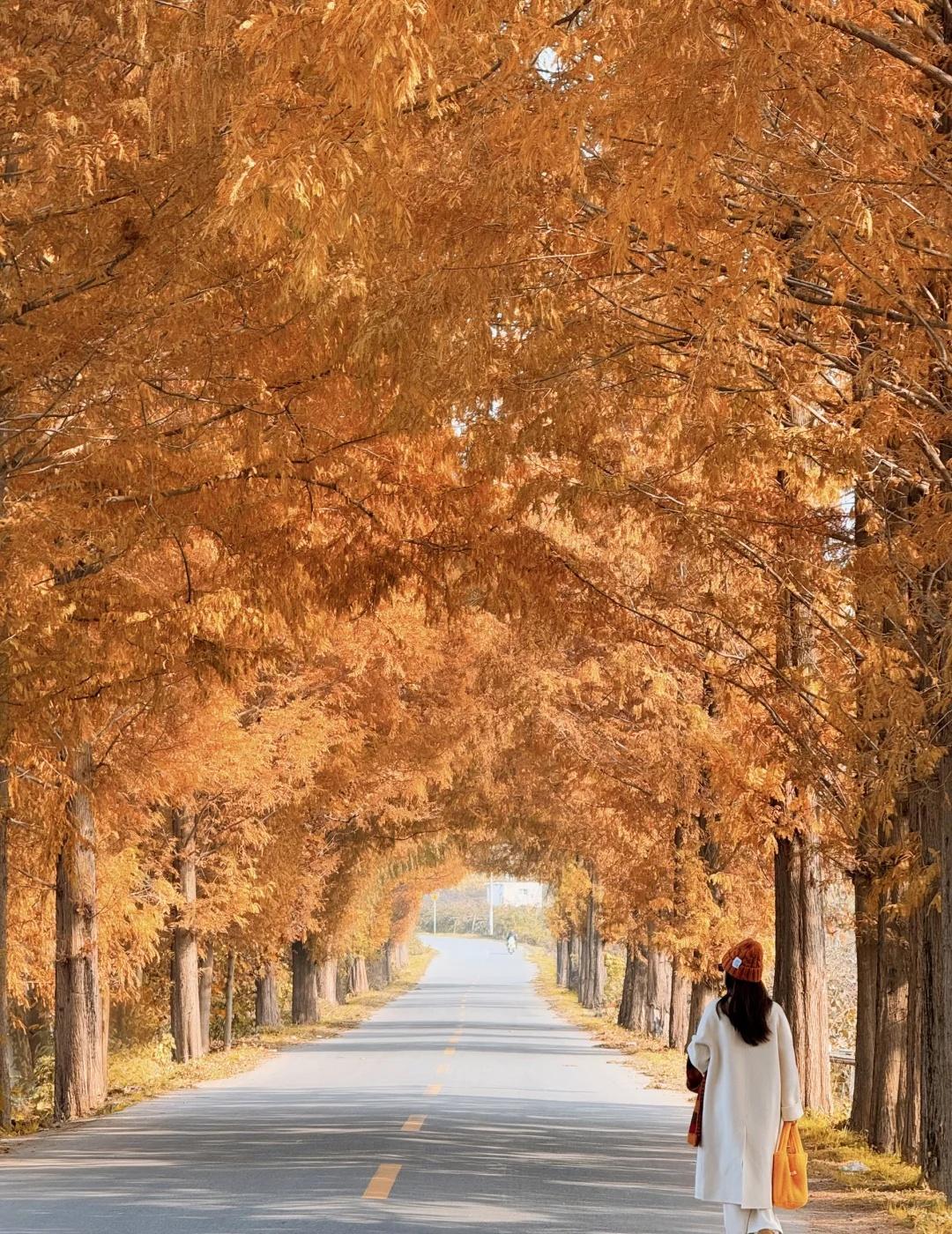 西安真的有像图上这样的地方啊！！下周快去！！🚗西安出发1h，发现这条800米