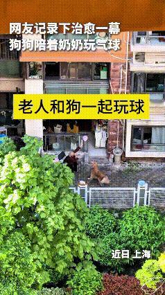 看到这个视频，心里可暖乎了。上海一位老奶奶，没事儿跟家里小狗一块儿玩气球，平平