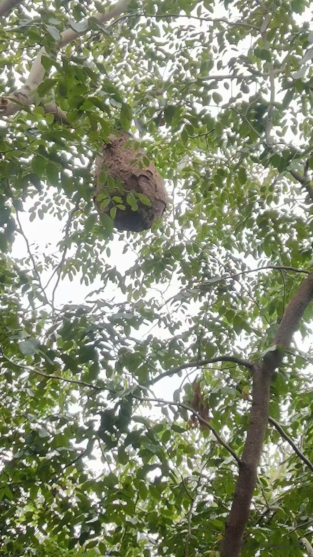 冬日生活打卡季枝叶间坠着个棕褐色的马蜂窝，像裹了层粗糙的“土壳”，藏在绿叶子里不