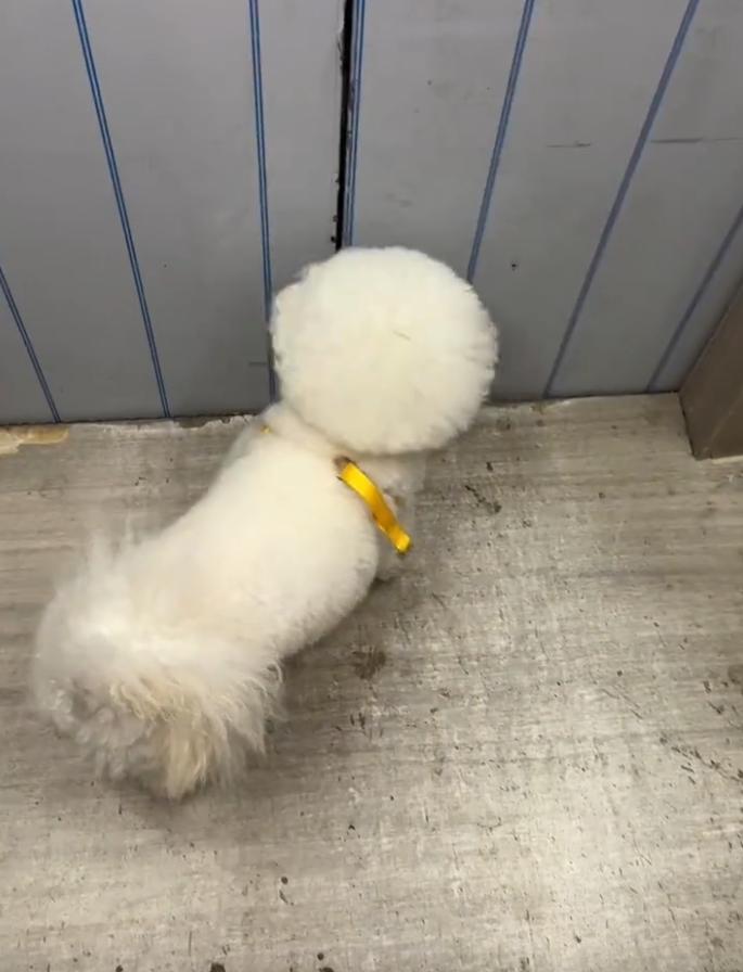 我们这栋楼里有户人家养了只狗，不知道是养成了坏习惯，还是第一次在电梯里尿了没清干