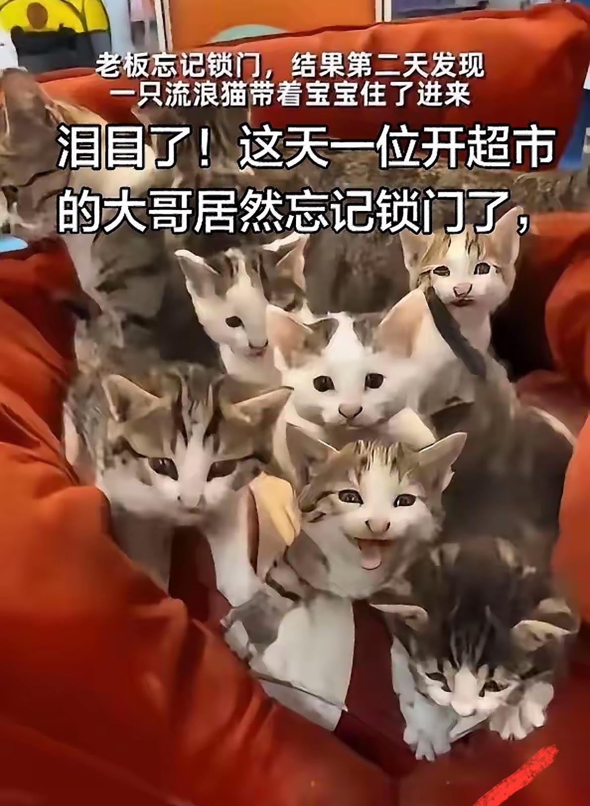 泪目了！超市大哥忘锁门，隔天开门竟撞见沙发上蹲了一大七小八只流浪猫，猫妈妈带着孩