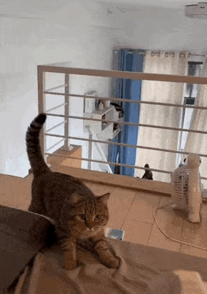 养宠物的乐趣应该就在这里了，每一天的互动是最开心的。