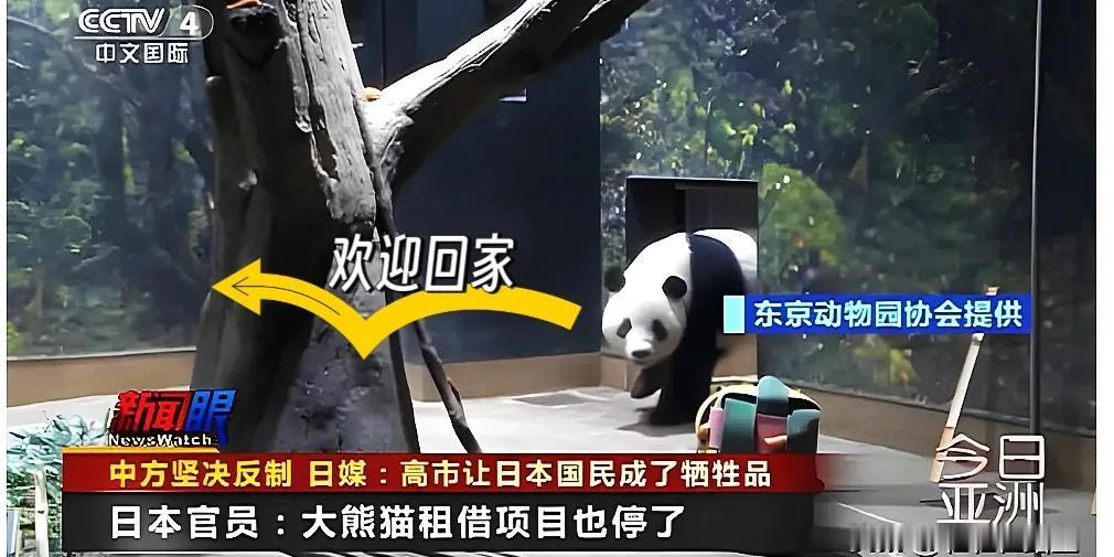 日本要迎54年首次“无猫”！民众急得喊“活不下去”家人们！日本刚宣布要