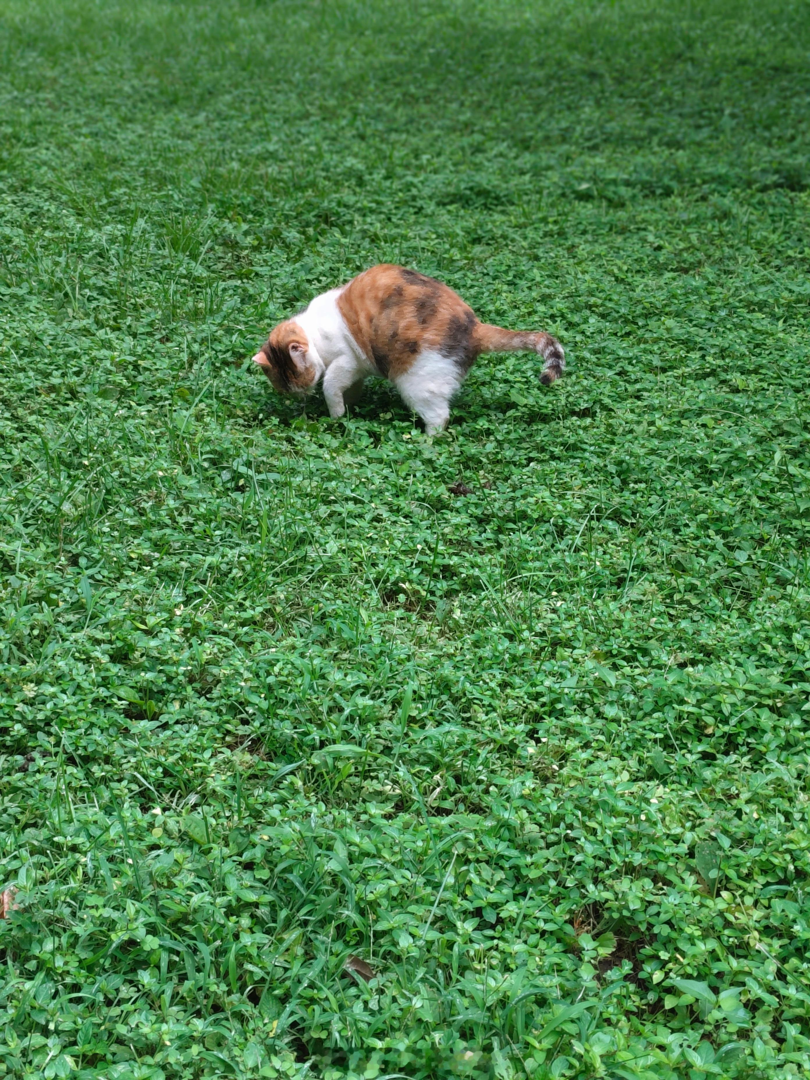 猫咪要到哪儿去🐱