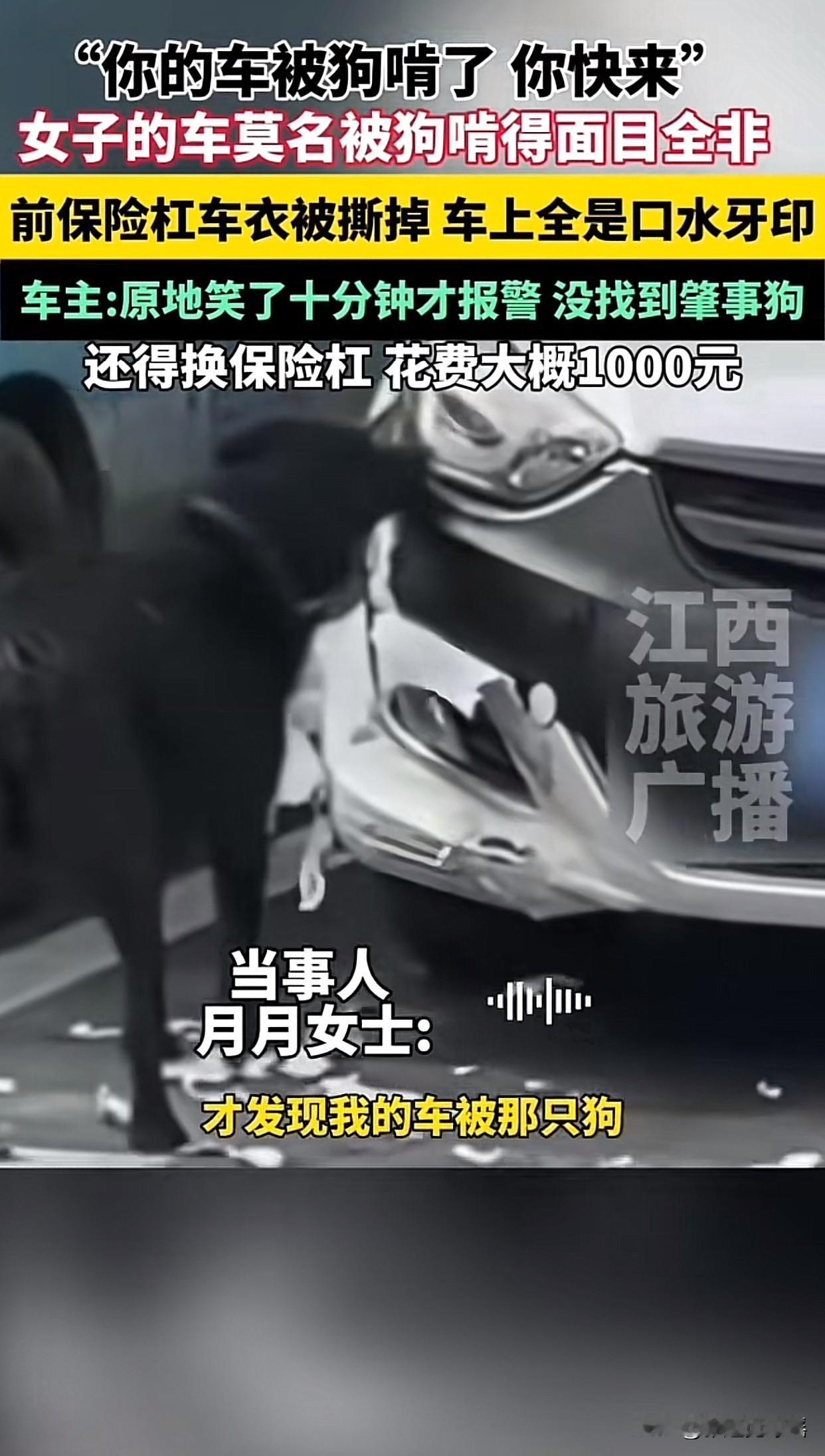 “笑不活了！”湖南吉首一女士正在家睡觉，突然接到电话说：“她的车被狗啃了，再不来