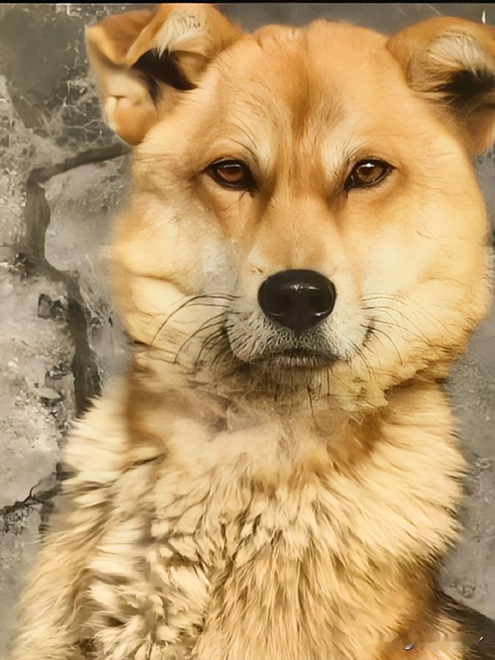 一只肚子肿得老高的流浪狗，莫名守在女子（拍摄者）家门口两天，眼神中满是迷茫和不安