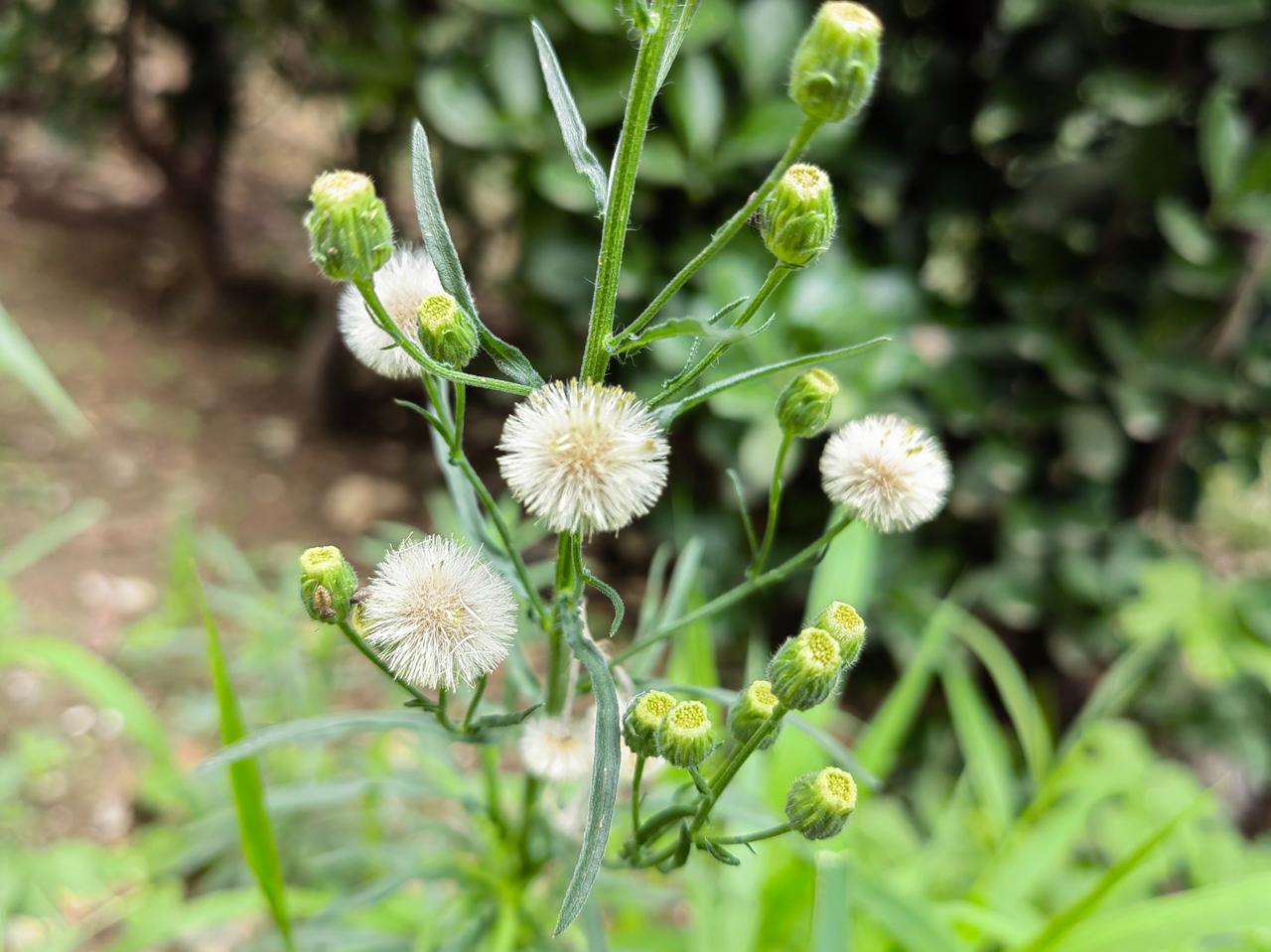 认识这种草吗？白色果球毛茸茸的，好可爱。——这是香丝草，农村田野常见的一种杂