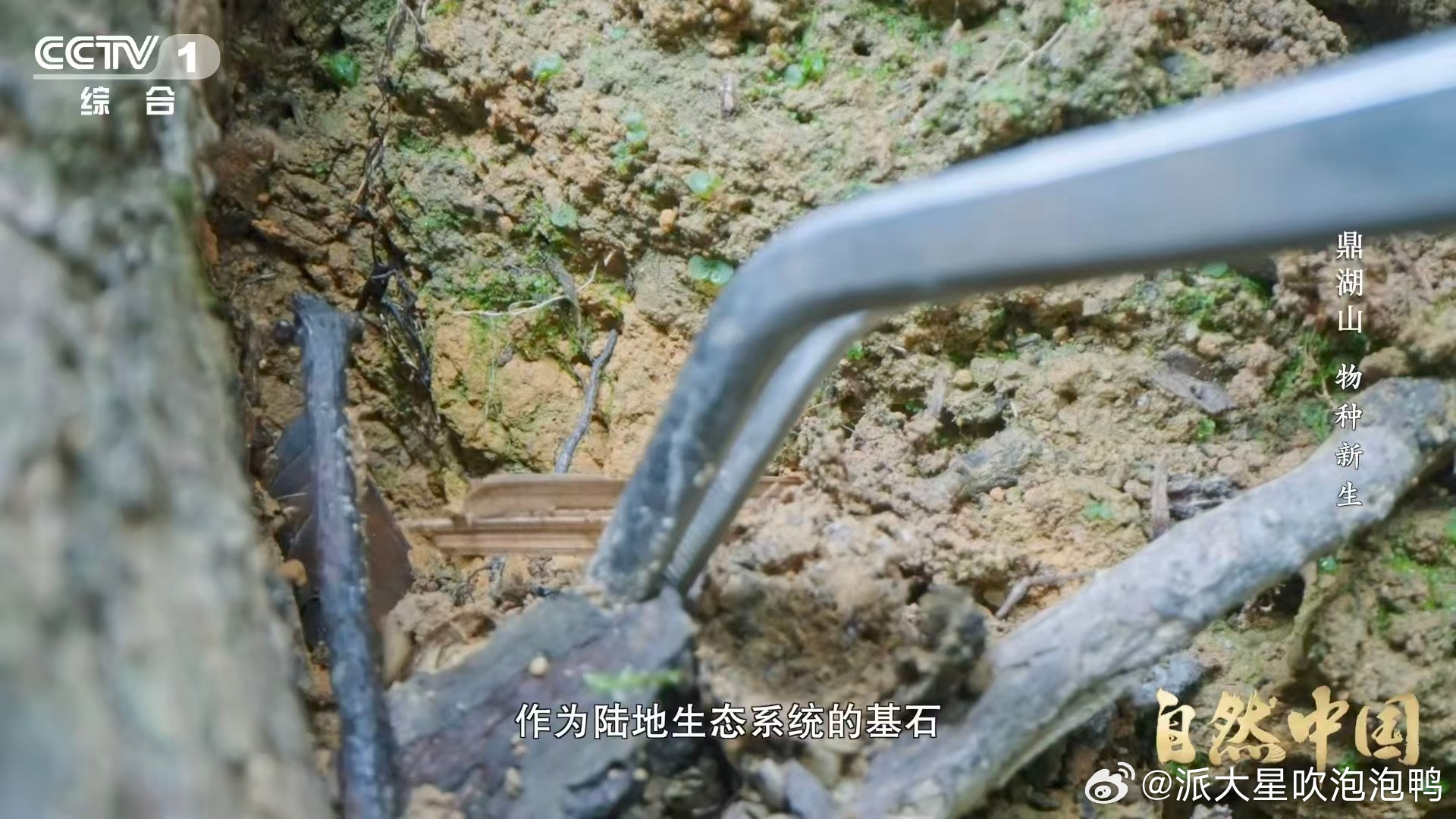 土壤的土腥味从何而来雨后泥土的味道真的好治愈🌧️，原来这是土壤里微生物活动的