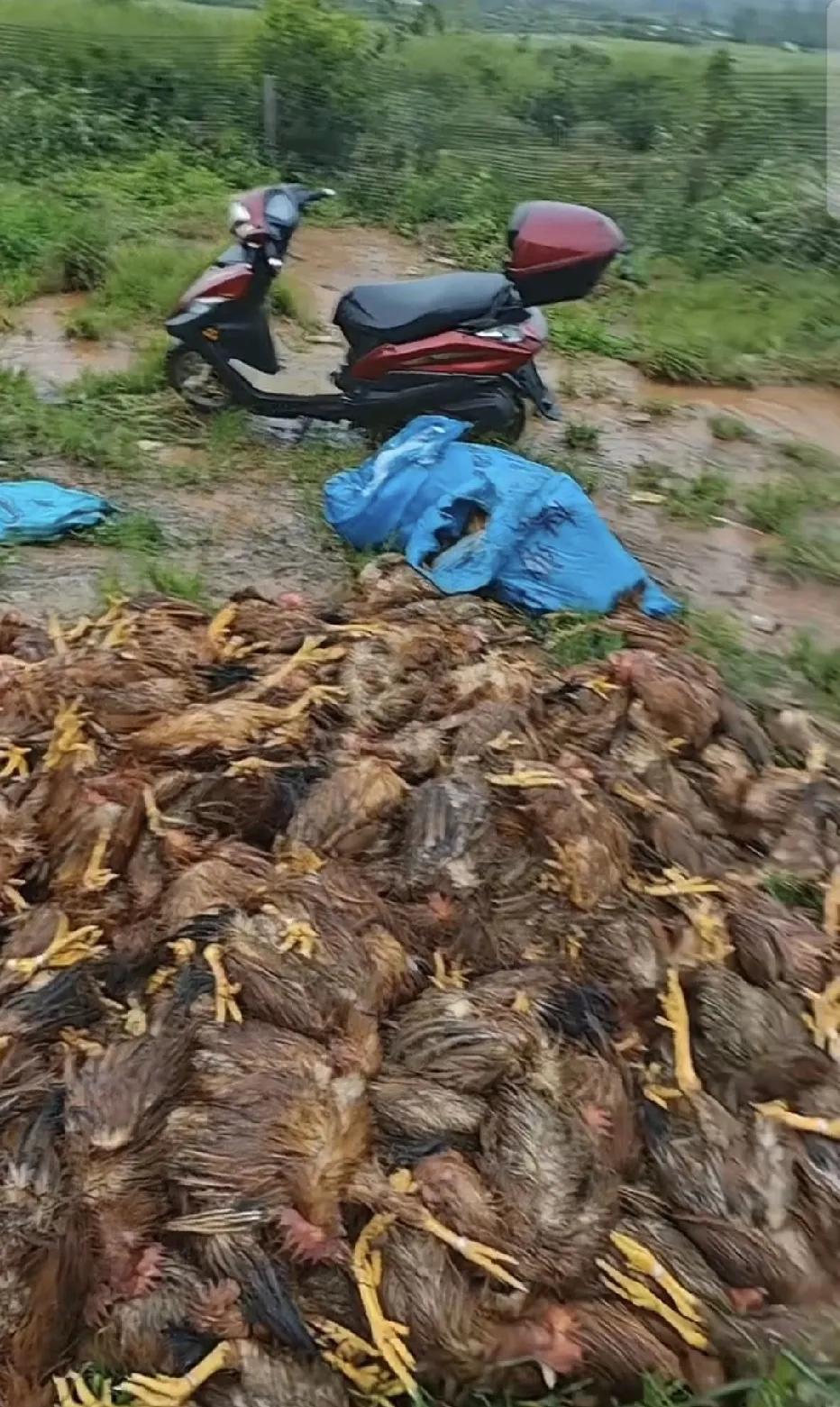 台风过后，看不得这些画面，辛辛苦苦养大的鸡🐔，还有这些种植物，地里一片狼藉。这