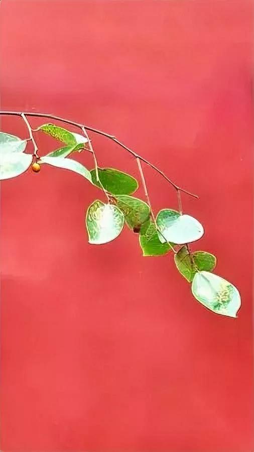 长治摔狗案吵翻了！当狗扑来该怎么办？法律这次站对了吗？看到有人说，狗冲过