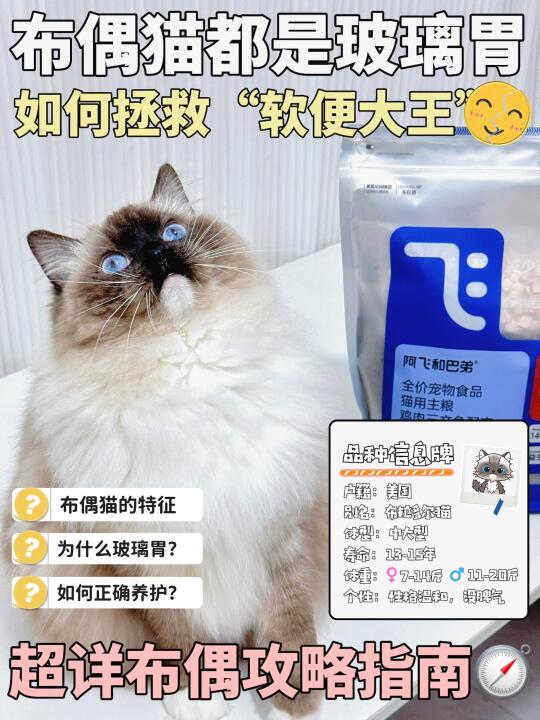 布偶猫养胃指南❗轻松拯救“软便大王”