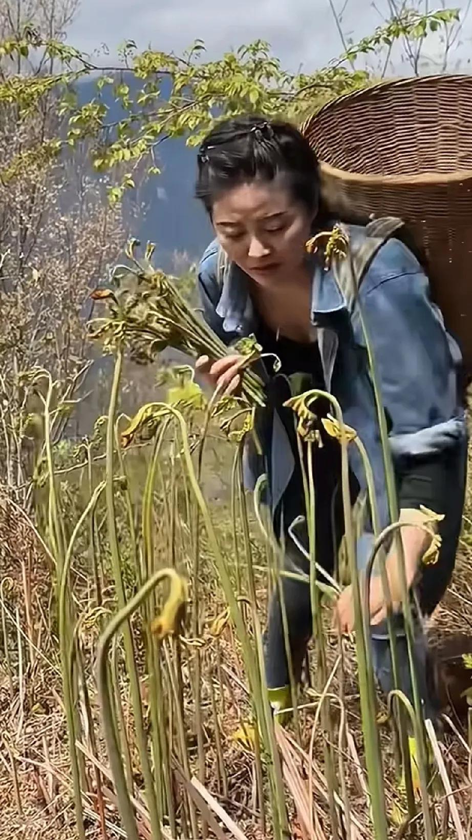 太可怕了，一个地方的蕨菜，竟然多得令人窒息。满山遍野都是蕨菜，居然看不到一根像