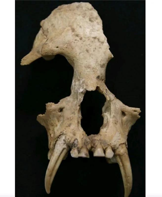 由中国科学家牵头的国际团队借助古DNA测序技术发现，从秦始皇祖母夏太后陵墓中出土