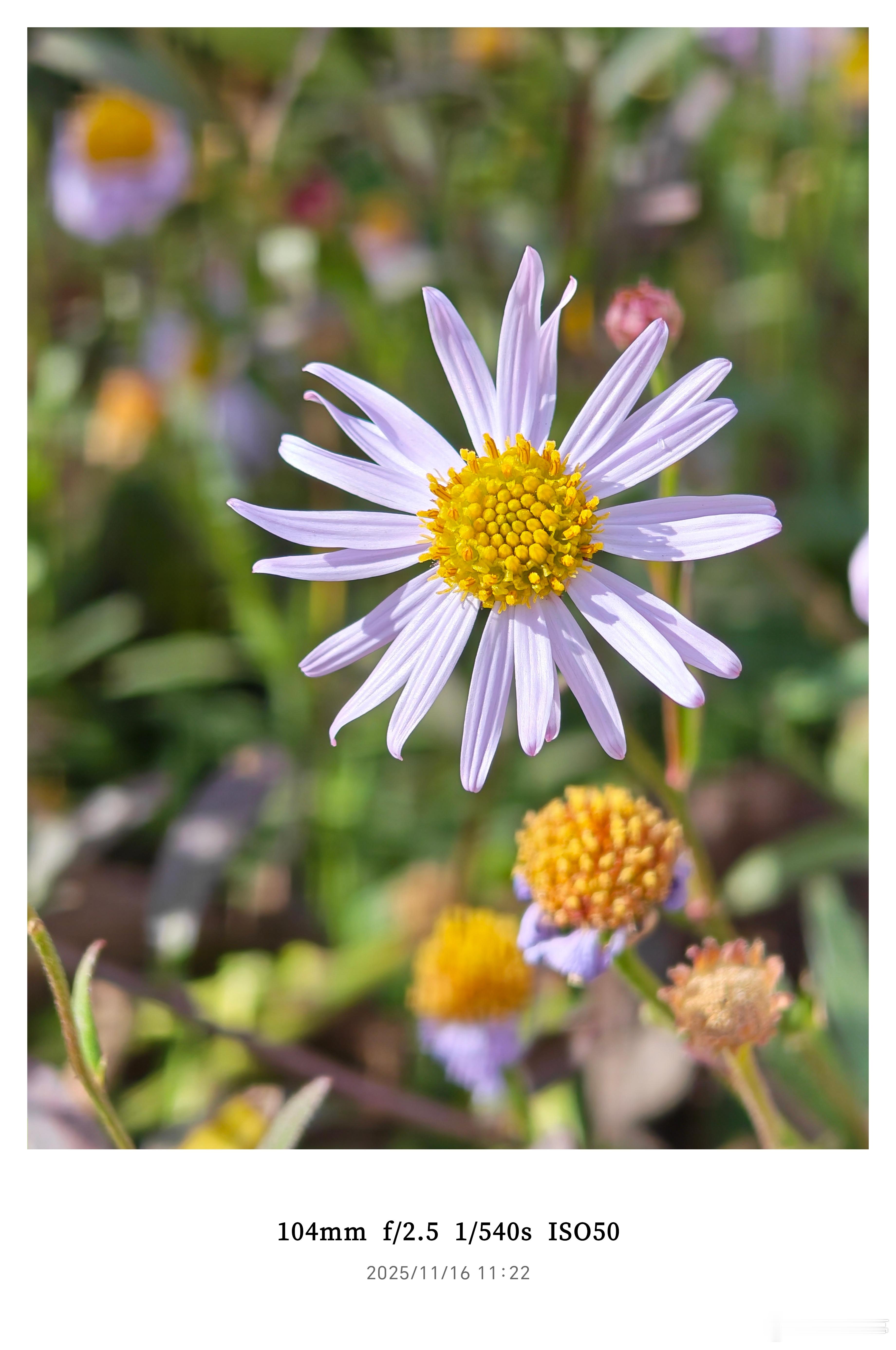荣耀Magic8随手拍表现还是很强的，影像确实不是荣耀的短板。而且这代标准版都上
