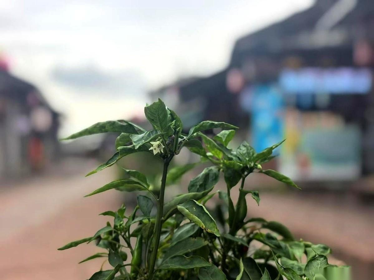 侄女在这个中秋节搬回了娘家住，起因是她老公婚后依然把工资交给亲妈管。婆婆把儿子