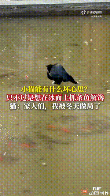 陕西宝鸡一名女子出门时，发现小区的人工湖已经结冰了，一只黑色小猫跑到冰面上，非常