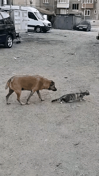 一只猫咪正在全神贯注的捕捉一只小鸟，它小心翼翼慢慢向小鸟靠近。它不知道的是，一只