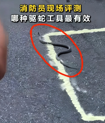 万万没想到！消防员亲测，蛇的天敌不是驱虫粉，也不是大蒜和风油精，而是“麻溜的跑
