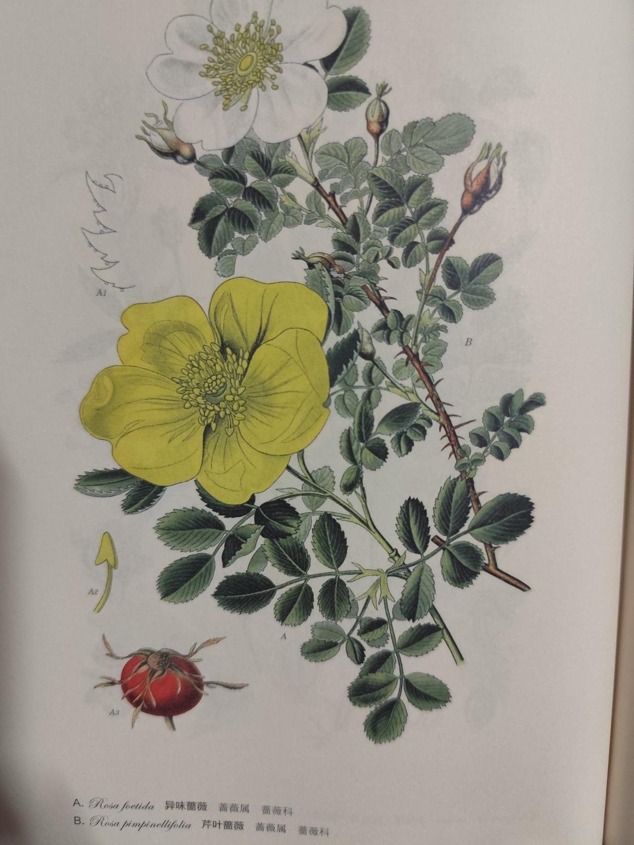 想不到吧，这是100多年前，德国著名植物学家.教授OttWilhmThome