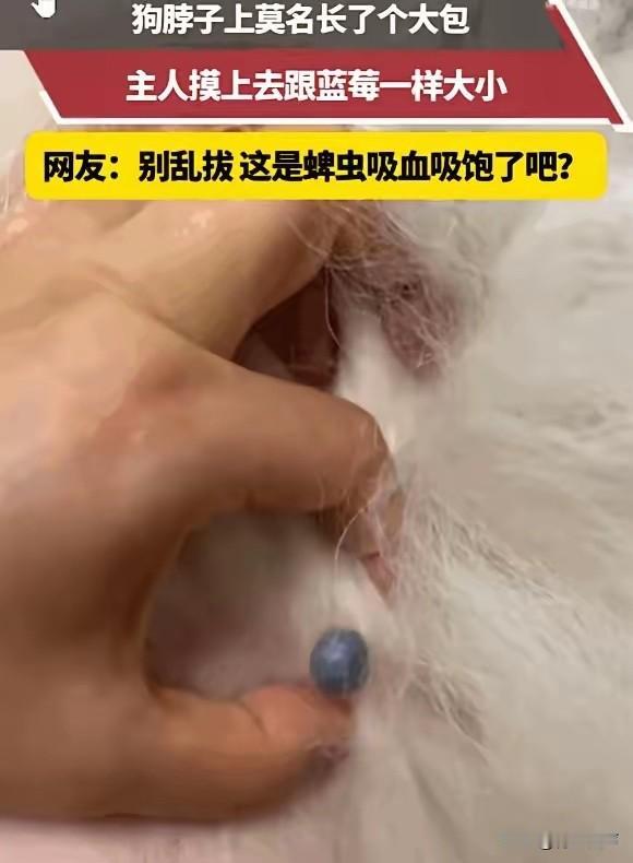 防不胜防！天津一位主人给爱犬梳毛，梳着梳着，竟在狗子脖颈的毛发深处，发现牢牢“长