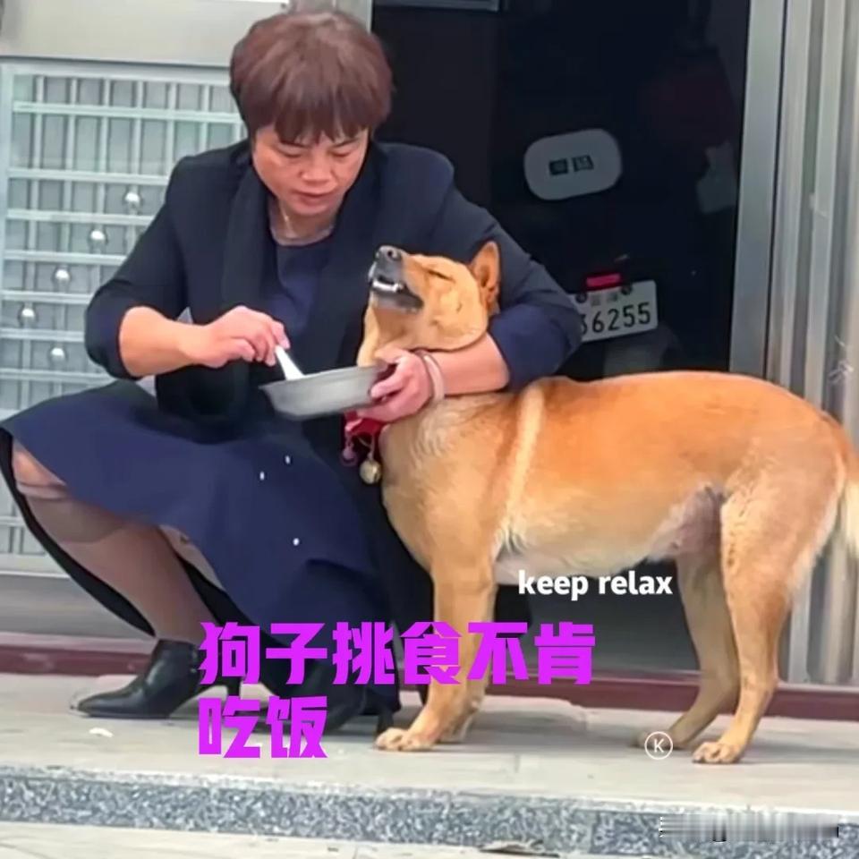 不知道是不是伙食不对胃口，狗子连一盆饭都没有吃完。主人发现后，一把抱过狗子用手夹