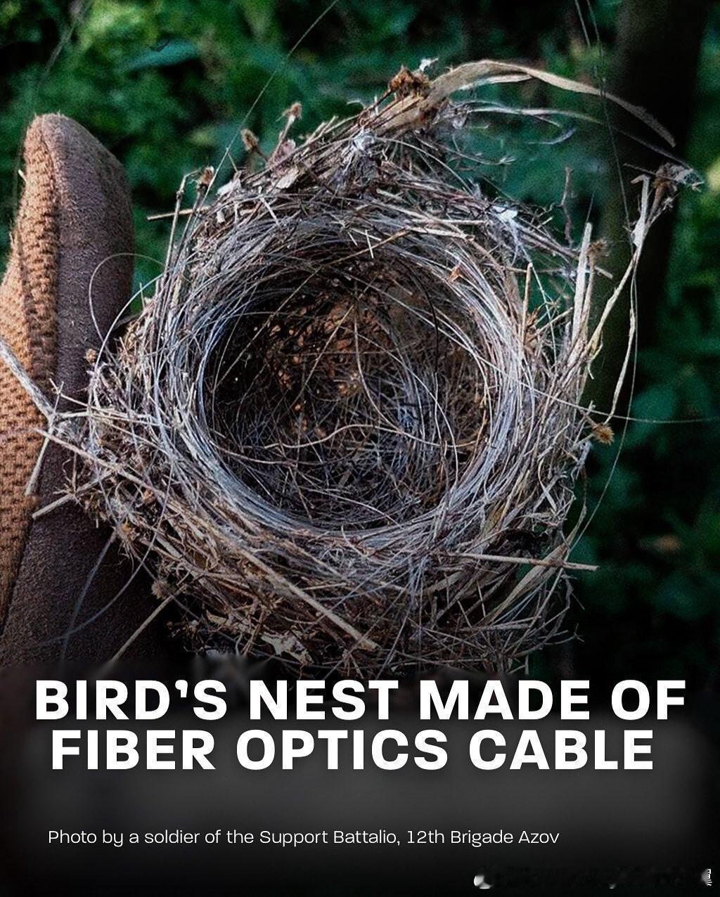 在乌克兰，鸟类被迫学会使用光纤筑巢。大量用于连接FPV无人机的光纤在战斗中被遗弃