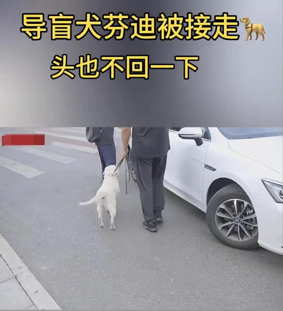 真是大快人心！导盲犬芬迪被接回去了，最重要的是被接走的时候直接头也不回，不知道