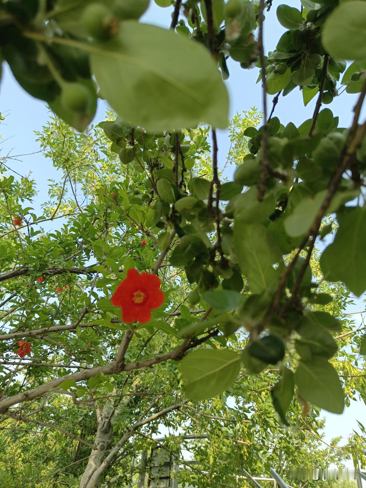 七言绝句·早夏鹧鸪啼远麦青平，俏影榴花月季盈。杨柳新阴无落絮，枣香未至夏