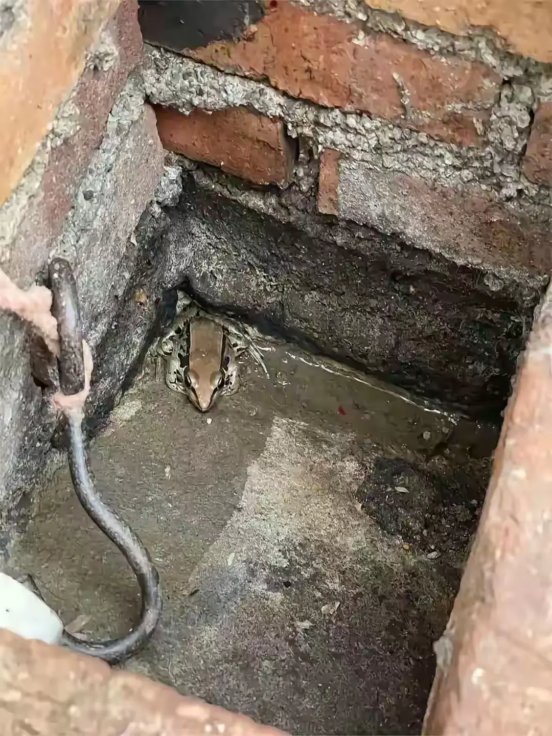这是什么？不像是蛤蟆啊