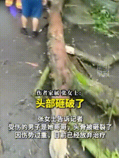 这个普通家庭，彻底塌天了！家中唯一顶梁柱，出门看病惨遭大树砸成脑死亡，最终无奈放