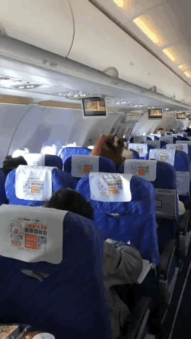 在某航班上惊现一只阿拉斯加，相关人士解释说，机舱不允许普通宠物狗入内，但是这只狗