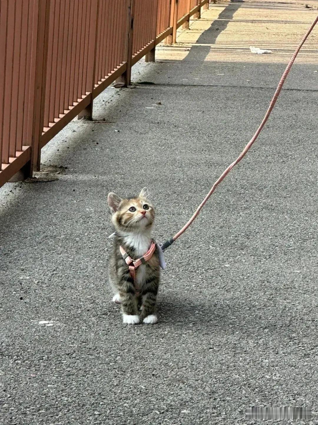 猫到底能不能遛啊？啊啊啊胆子又大又小的，小猫感觉呆呆的，你们怎么遛猫啊​​​