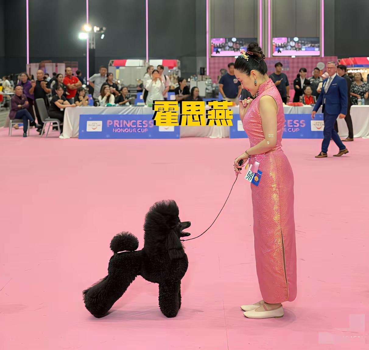 霍思燕携爱犬泰国夺冠，凭实力赢麻了研究了大半天，终于搞清楚霍思燕这次赢在哪了