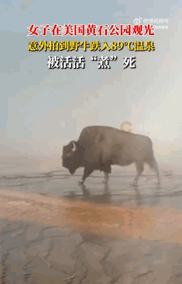 野牛温泉丧命，景区安全谁来管太可怕了！黄石公园竟然成了野
