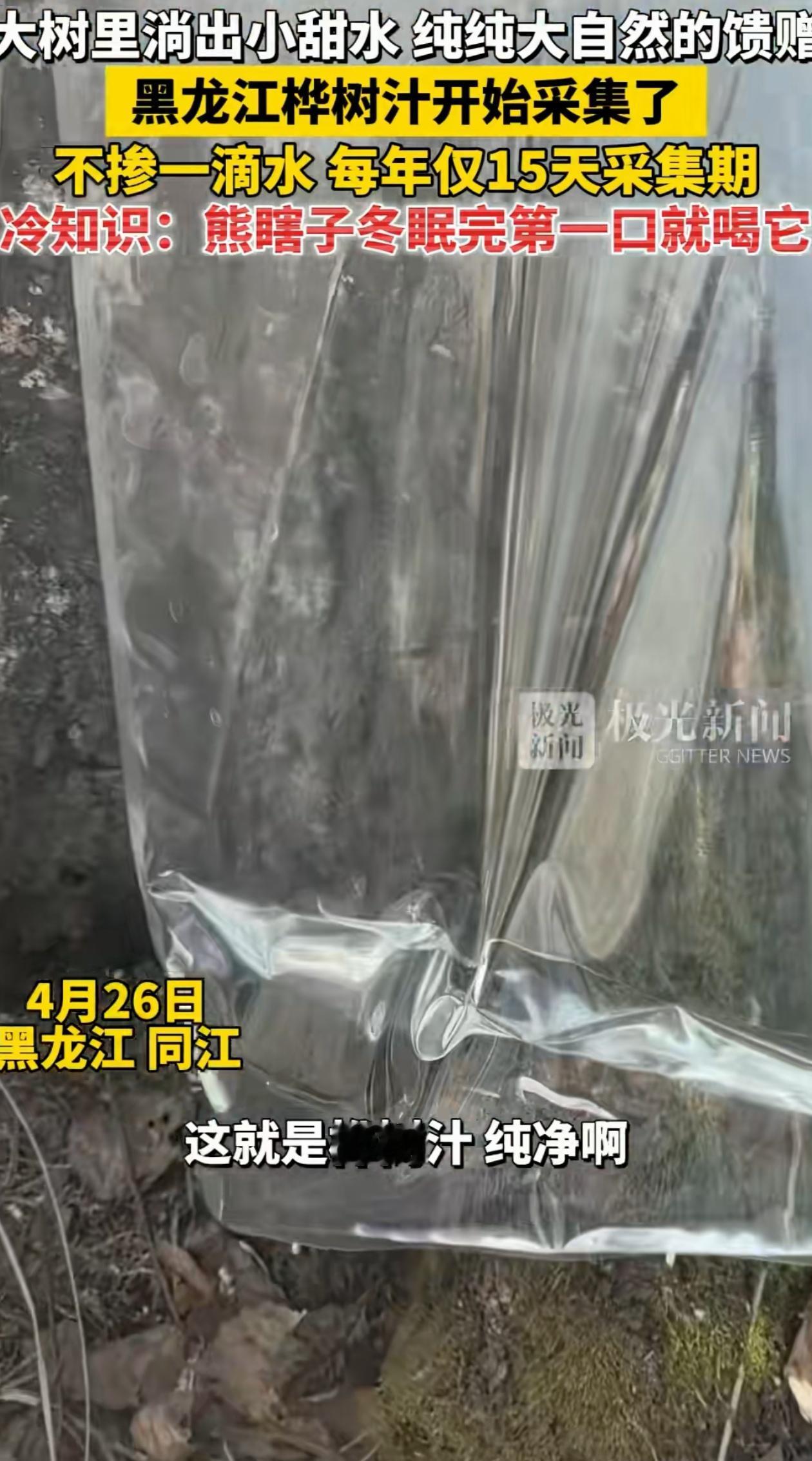 开眼了！黑龙江同江，当地人纷纷跑到桦树林里，在树干上面挂上好几个白色小袋子，有人