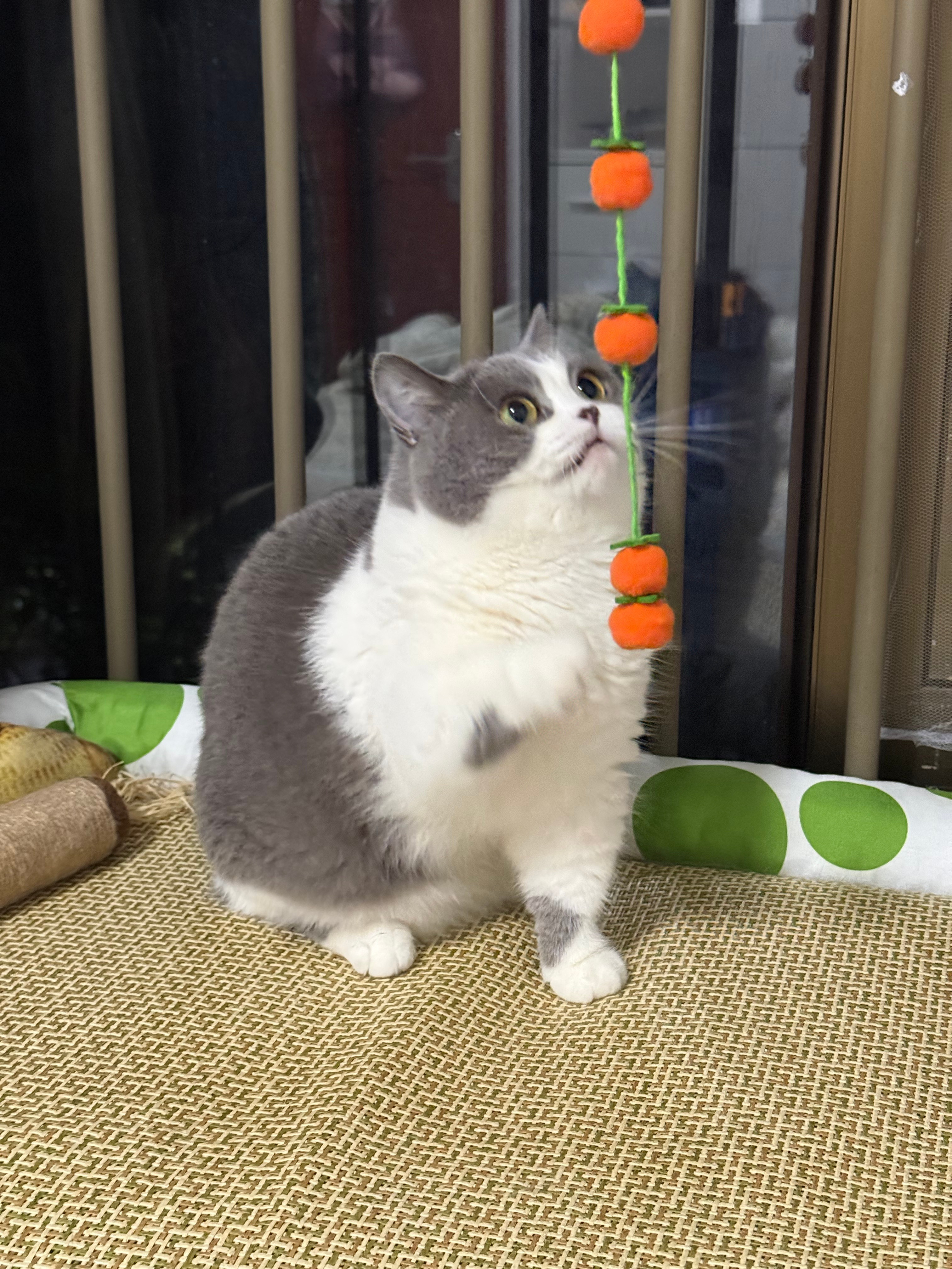 猫咪的面相也很重要这一看就是爵士好猫，刚来的时候一句喵也不说，就很胆小，现在熟悉