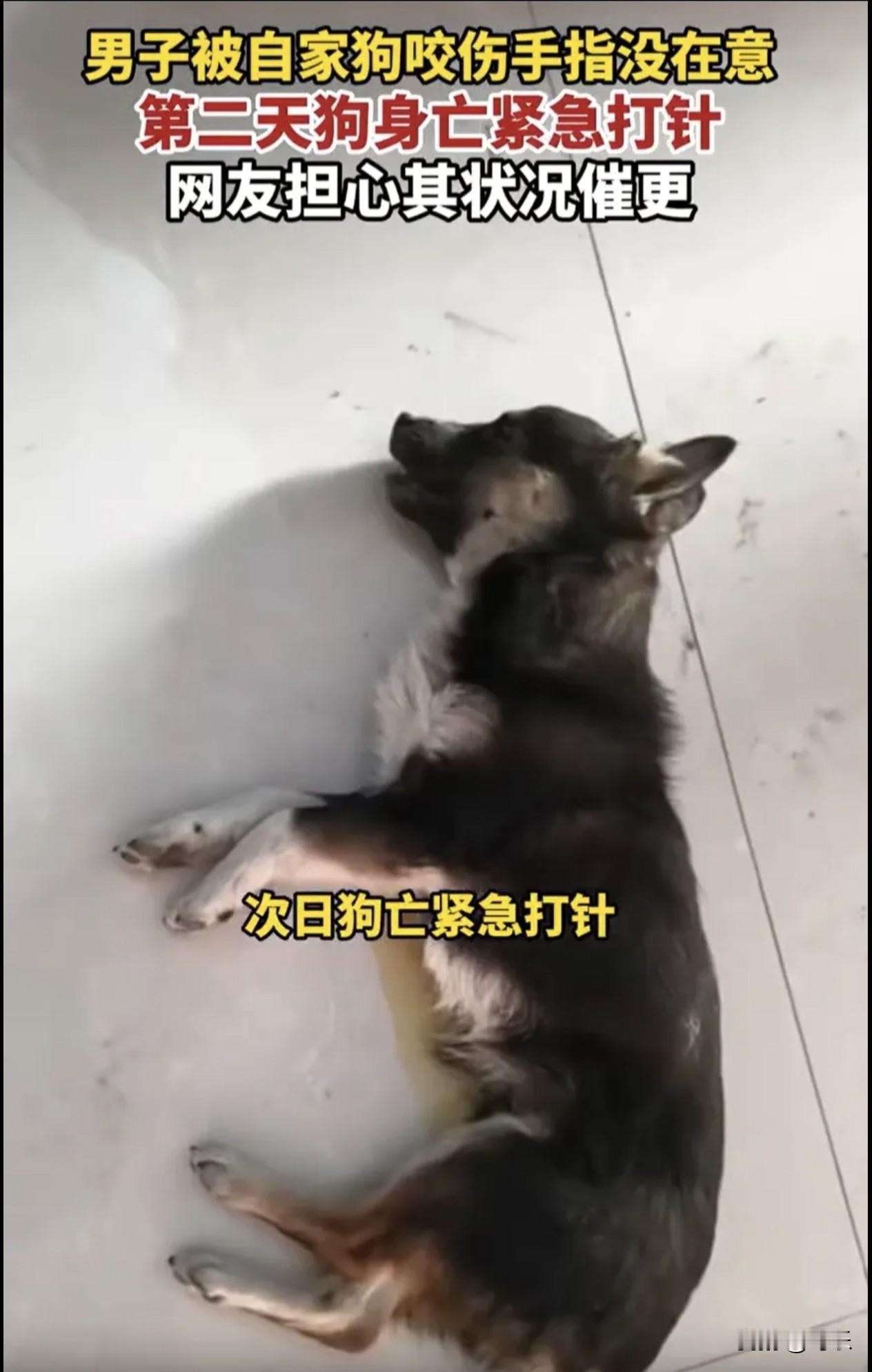 后怕！河南一男子养了一条狗，下班回家后看狗的状态不太好，就想上前摸一下，结果却被