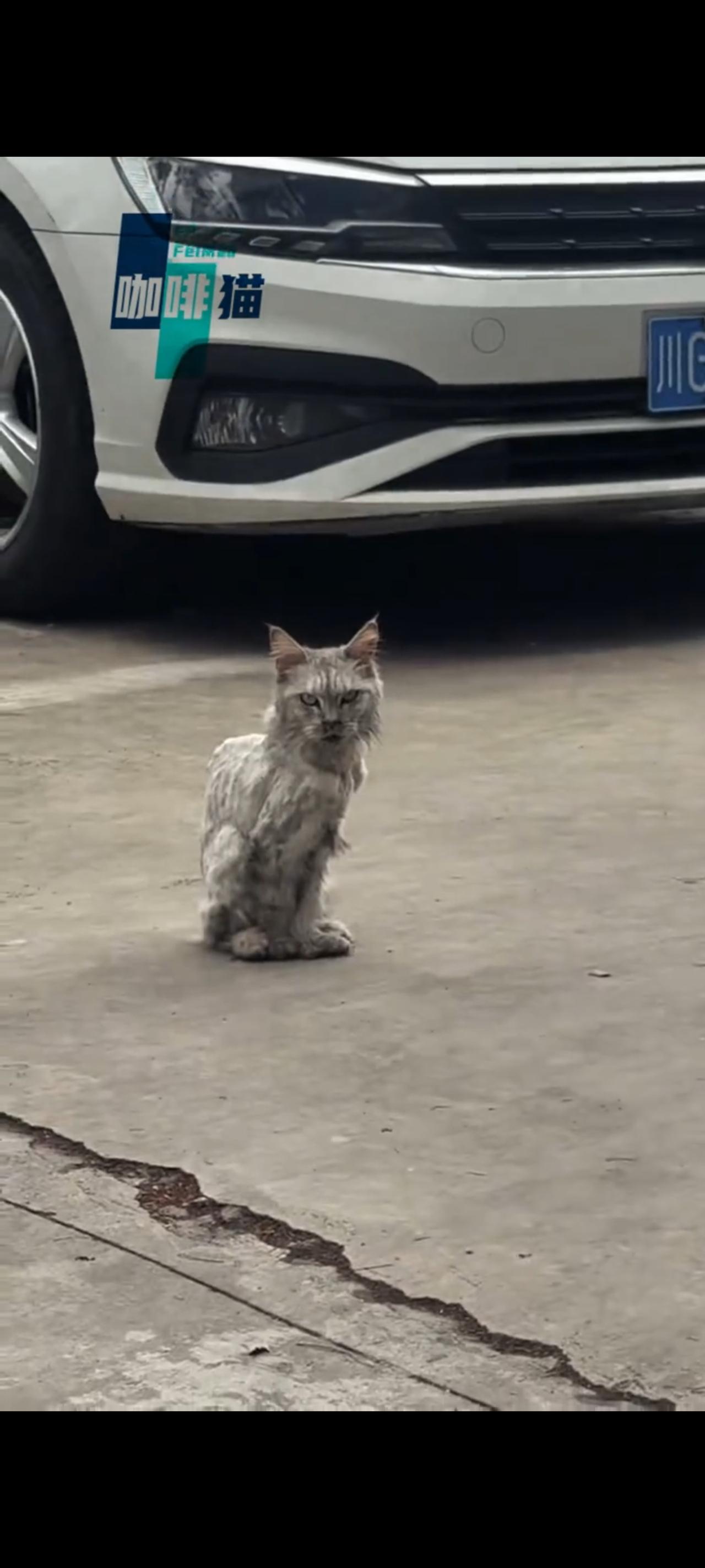 请养猫人士一定要注意，在任何情况之下，都不要随意抛弃自己的猫咪，因为当他们失去人
