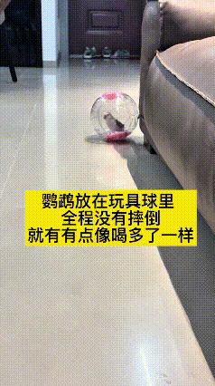 俺嘞乖乖，真是快把人笑岔气了！主人闲得无聊，买个滚动玩具球，把自家鹦鹉往里头一
