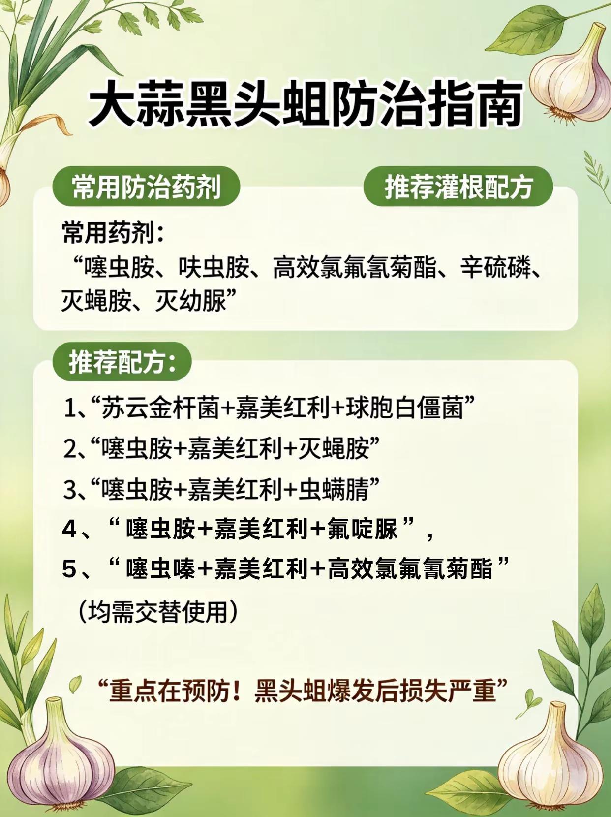 大蒜黑头蛆防治配方！。大蒜种植