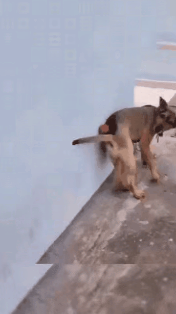 这只狗狗上辈子估计是个足球运动员，你看它用嘴抛球，再稳稳的用身体接住，让球在背上