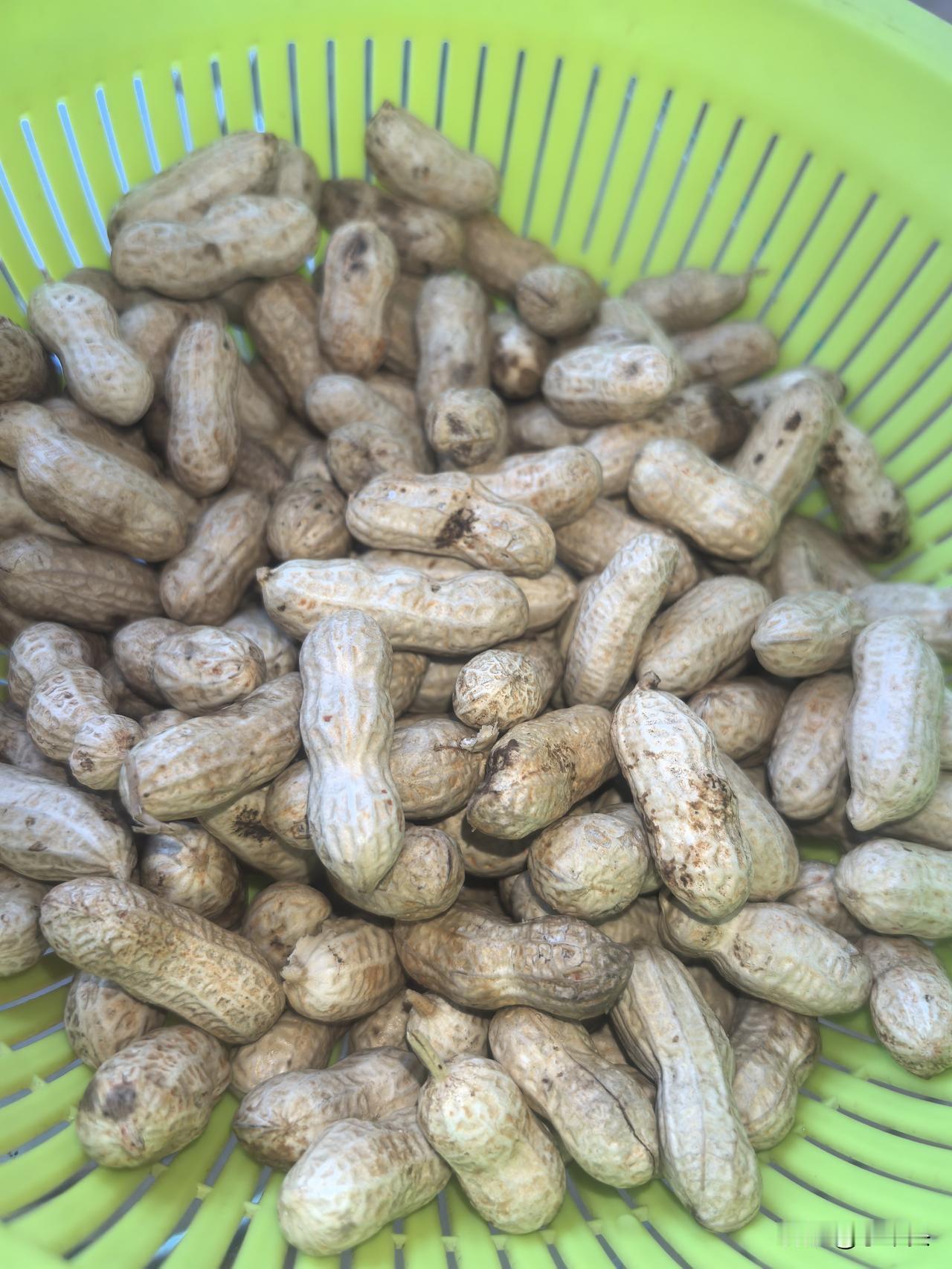 太神奇了！困扰我多年的掉发问题，最近居然悄悄改善了，洗头吹发时，已没有满地头发