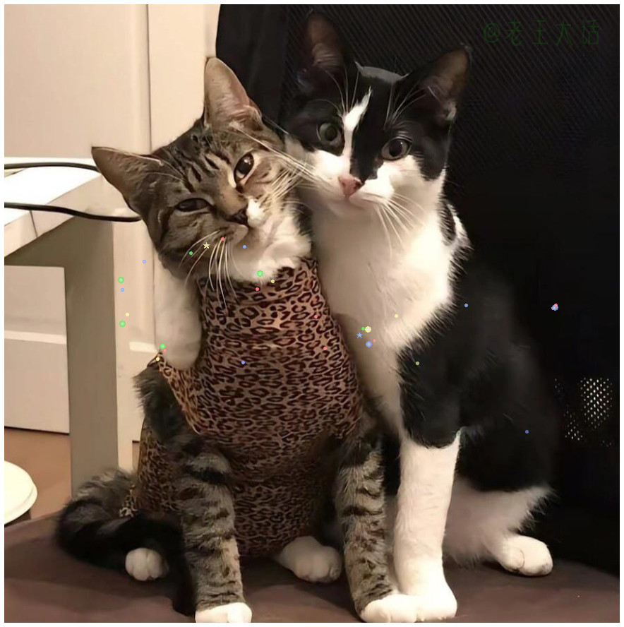 ₊⁺🐈⬛🐾₊⁺🐈₊⊹✭˚