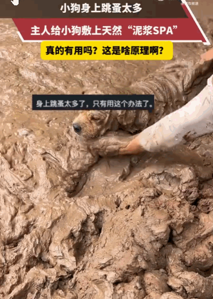 万万没想到！四川，小狗深受跳蚤困扰，浑身痒得不行。主人灵机一动，找来天然泥浆，细