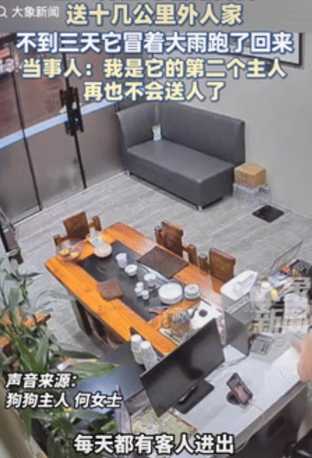 泪目了！”福建漳州，一位老板收养了流浪狗，后因害怕叫声吓到客人，被送到了十几公里