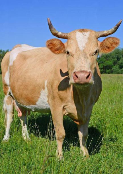 阿根廷为啥非得跑一万多公里，把牛肉便宜卖到中国？因为他们的牛肉，在阿根廷附近区域