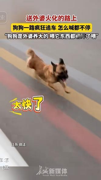 太有灵性了！江苏一老人离世，家人将其送去火化，没想到，车子刚启动，老人养的小狗就